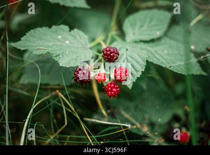 Wild red raspberries growing on green bush in forest Stock Photo