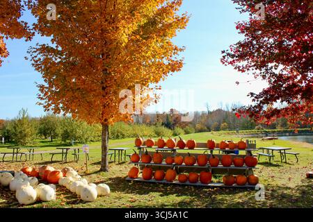Display of pumpkins surrounded by colorful fall trees Stock Photo