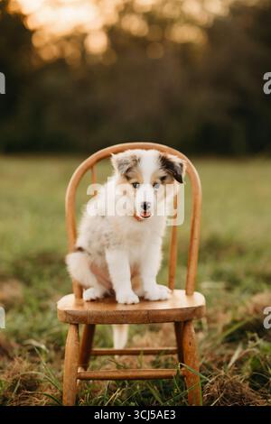 boarder collie puppy in a field on a chair Stock Photo