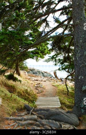 Hidden pathway in the forest leading to the ocean Stock Photo