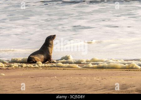 Fur seal baby and ocean with crashing waves on the beach in Walvis Bay near Swakopmund,  Namibia, Africa Stock Photo
