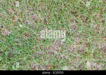 Grass texture in the field with dry green and brown leaves and other types of leaves and soil on top. Stock Photo