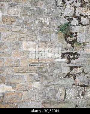 Stone wall of old construction with parts dirty with mold and plants. Front view. Stock Photo