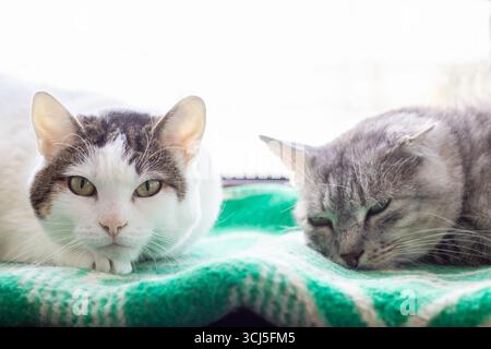 Two adorable cats lounging on a green and white checkered blanket, enjoying the sunlight streaming through a window. Stock Photo