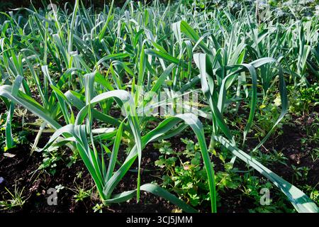 Leek transplants growing following on from potato crop. They will be ready for cropping in winter and early spring Stock Photo