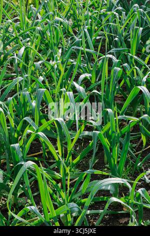 Leek transplants growing following on from potato crop. They will be ready for cropping in winter and early spring Stock Photo