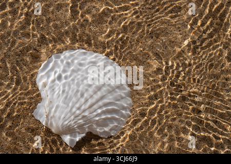 Seashell on shoreline with wave. Hawaii, The Big Island Stock Photo