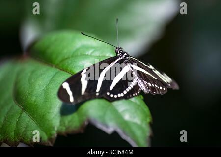 Heliconius charithonia, the Zebra Longwing or Zebra Heliconian butterfly, a species of butterfly belonging to the subfamily Heliconiinae. Stock Photo