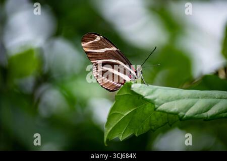 Heliconius charithonia, the Zebra Longwing or Zebra Heliconian butterfly, a species of butterfly belonging to the subfamily Heliconiinae. Stock Photo