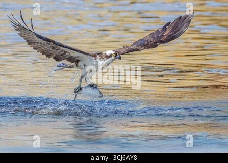 Osprey Catch of the Day  A stunning, eye-level, full shot captures a magnificent osprey as it triumphantly lifts a silvery fish Stock Photo