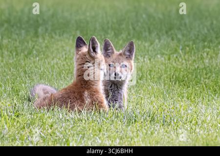 Red Fox Kits Stock Photo