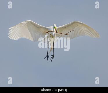 A white egret is captured mid-flight against a clear blue sky, gracefully carrying twigs in its beak, for building a nest. Stock Photo