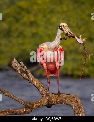 Roseate Spoonbill Stock Photo