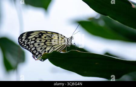 Idea leuconoe, also known as the Paper Kite butterfly, Rice Paper butterfly, and Large Tree Nymph. Stock Photo