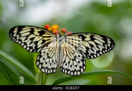 Idea leuconoe, also known as the Paper Kite butterfly, Rice Paper butterfly, and Large Tree Nymph. Stock Photo