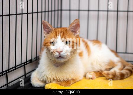 A friendly ginger and white cat lounges on a yellow towel in a cage, showcasing its charming features and inviting personality. Stock Photo
