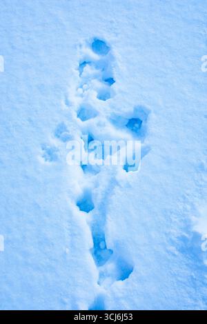 Snow texture with perspective. Winter snowy landscape. Beautiful background of winter snow. Stock Photo