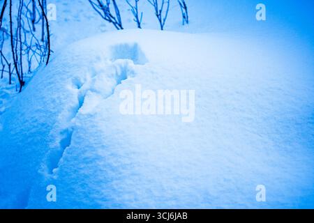 Background of fresh snow texture in blue tone. Snowfall texture background. Stock Photo