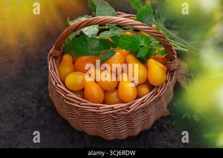 Basket of freshly picked tomatoes yellow pear. Tomatoes yellow pear in a basket utdoors. Stock Photo