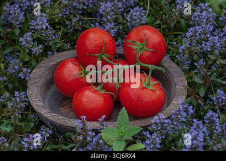 Red round tomatoes in a wooden bowl.  Many red tomatoes. Healthy organic red tomatoes. Stock Photo