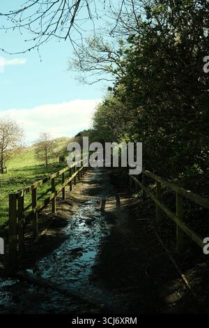 Tree-lined rural path with wooden fence leading through lush countryside on a sunny day in London Stock Photo