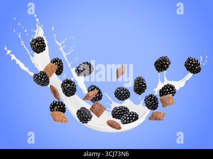 Splashing milk with sweet corn pads and fresh blackberries in air against blue background. Healthy breakfast Stock Photo