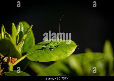Green bush-cricket nymph (katydid) on leaf in sunlight, long antenna, macro wildlife close-up against dark background Stock Photo