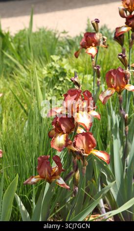 Bearded Irises Growing in Garden Surrey England Stock Photo
