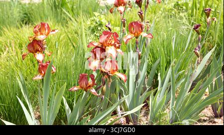 Bearded Irises growing in Spring in Garden Surrey England Stock Photo