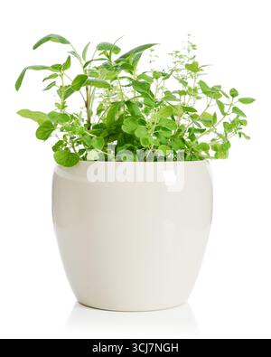 Mix of seasoning herbs (oregano, thyme and sage) in flower pot isolated on white background Stock Photo