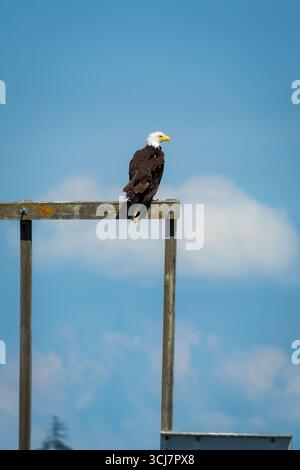A single bald eagle perched on an old wooden frame looking majestic against a clear blue sky near Campbell River, Canada Stock Photo