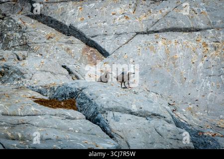 A parent seagull with two adolescent chicks on a rock covered in bird guano on Vancouver Island, Canada Stock Photo