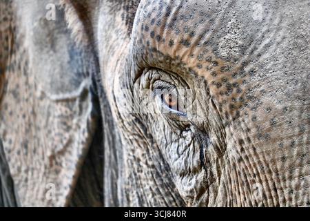 close up of an elephant eye Stock Photo