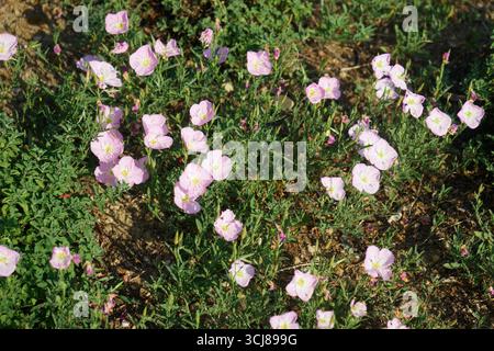 Les Jardins du MIP - Mouans - sartoux, France - Oenothera speciosa Stock Photo