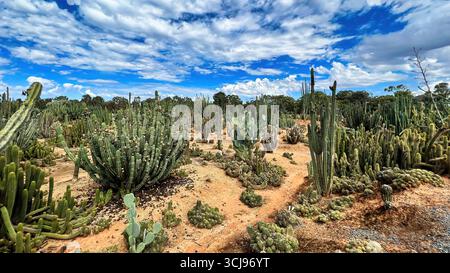 Cactus in the outback hi-res stock photography and images - Alamy