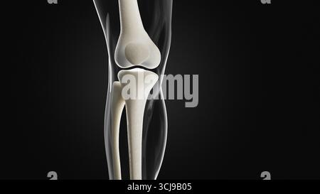 Tibia or shin bone with calf body contours front view 3D rendering ...