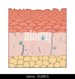 Normal human skin, illustration. The layers shown here are (top to ...