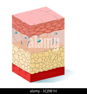 Normal human skin, illustration. The layers shown here are (top to ...