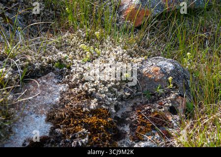 East Iceland, moss and plants growing on large stone Stock Photo