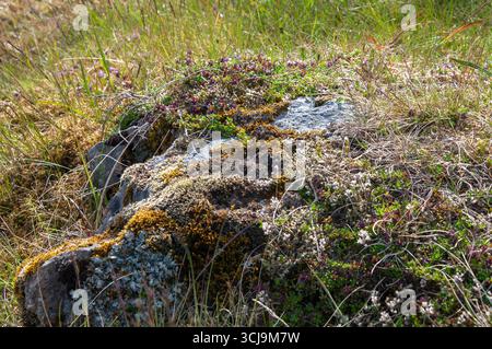 East Iceland, moss and plants growing on large stone Stock Photo