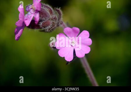 Pink Silene Dioica (Red Campion) Flowers on the Cliff Path by near Hayle on the Southwest Costal Path, Cornwall, England, UK. Stock Photo