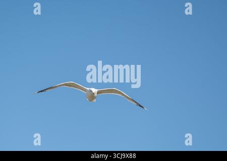 single lone seagull bird in flight in the clear blue sky above Stock Photo