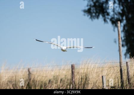 close up single lone seagull bird in flight in the clear blue sky above Stock Photo