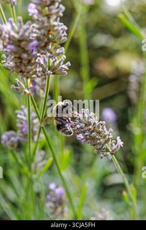 Buff tailed bumble bee collects pollen from lavender plant, UK. Stock Photo