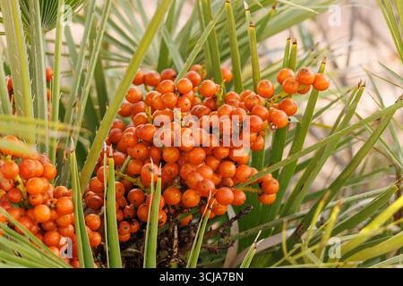 Dragon tree fruit (Dracaena draco) ripening on the tree, Elche, Spain Stock Photo