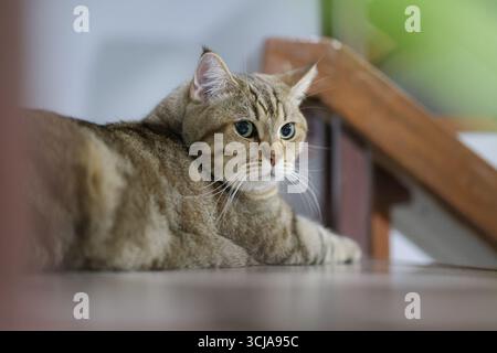 A cute cat is staring at something intently. A cute little cat sleeps comfortably. Stock Photo