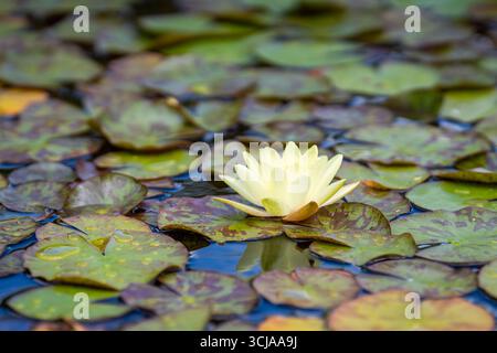 Garden pond with light yellow waterlilies (Nymphaea sp). Light yellow lily flower (Nymphaea) in green leaves surroundings. Floral background Stock Photo