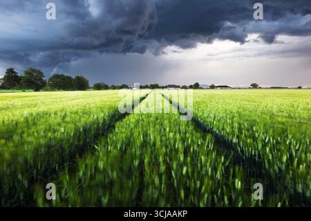 Storm with dark clouds over green wheat field landscape Stock Photo