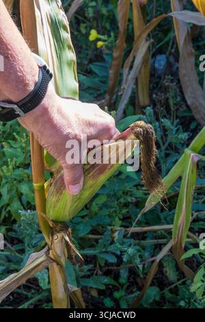 A woman squeezing a sweetcorn cob to check if it is ripe and ready to pick. Stock Photo