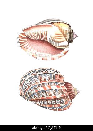Sea shell illustration. Detailed vintage drawing of marine shells on white background. Stock Photo